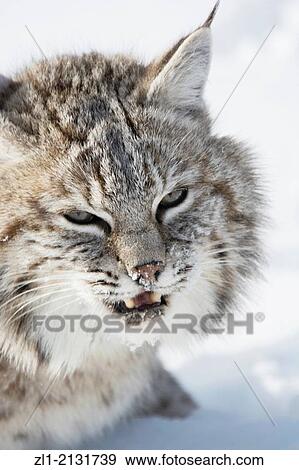 Bobcat (Lynx rufus) Captive young individual in late winter mountain habitat, Bozeman, Montana, USA. View Large Photo Image Stock Photo - Bobcat (Lynx rufus) Captive young individual in late winter mountain habitat, Bozeman, Montana, USA.. Fotosearch
