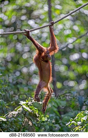 Stock Image - . BORNEAN ORANGUTAN. Fotosearch