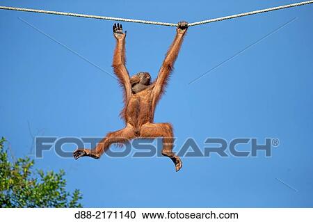 . BORNEAN ORANGUTAN View Large Photo Image Stock Image - . BORNEAN ORANGUTAN. Fotosearch