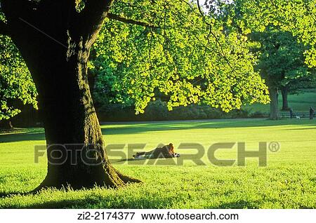 Botanic Gardens. Belfast, Northern Ireland, United Kingdom View Large Photo Image Stock Photo - Botanic Gardens. Belfast, Northern Ireland, United Kingdom. Fotosearch
