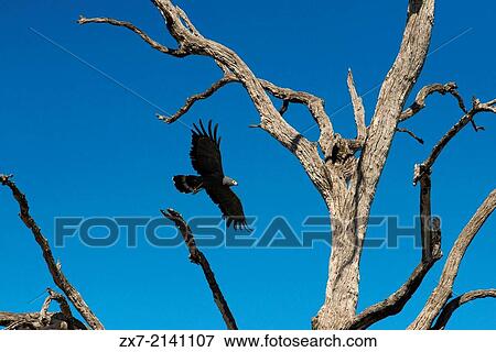 Stock Photo - Botswana, Chobe National Park, View of flying African Fish Eagle (Haliaetos). Fotosearch