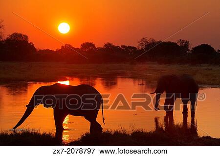 Stock Photo - Botswana, Moremi Game Reserve, Okavango Delta, Khwai River Lodge, View of wading elephants. Fotosearch