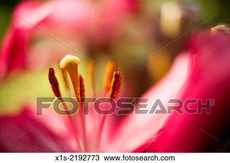 Boutique of red Iris flowers. View Large Photo Image Stock Image - Boutique of red Iris flowers.. Fotosearch