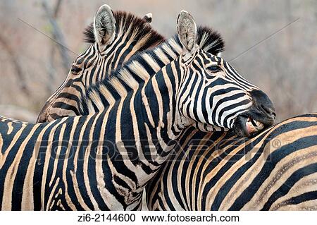 Burchell´s zebras (Equus burchelli), Kruger National Park, South Africa, Africa. View Large Photo Image Stock Image - Burchell´s zebras (Equus burchelli), Kruger National Park, South Africa, Africa.. Fotosearch