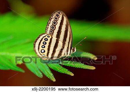 Butterfly, Brown-banded Ringlet, Ragadia makutu, Borneo, Asia View Large Photo Image Stock Photography - Butterfly, Brown-banded Ringlet, Ragadia makutu, Borneo, Asia. Fotosearch