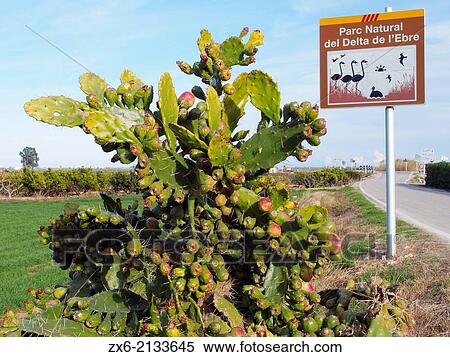 Cactus Indian fig fruits (Opuntia ficus-indica) at Sant Carles de la Rapita village countryside. Ebro River Delta Natural Park, Tarragona province, Catalonia, Spain. View Large Photo Image Stock Photography - Cactus Indian fig fruits (Opuntia ficus-indica) at Sant Carles de la Rapita village countryside. Ebro River Delta Natural Park, Tarragona province, Catalonia, Spain.. Fotosearch