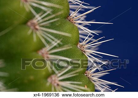 Stock Photograph - Cactus, plantae, angiosperms, eudicots, cactaceae, spines, flora. Fotosearch