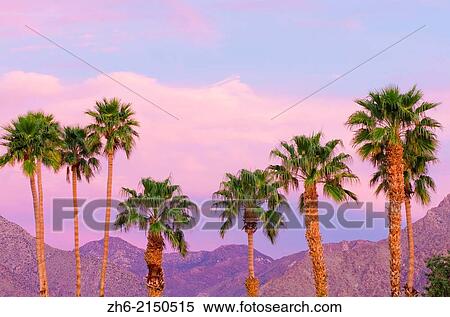 Stock Photography - California Fan Palms under San Ysidro Mountain, Anza-Borrego Desert State Park, California USA.. Fotosearch