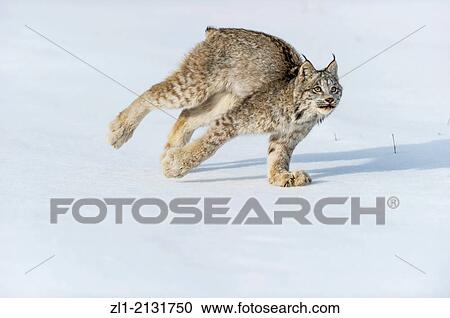 Canadian Lynx (Lynx canadensis) Captive, Bozeman, Montana, USA. View Large Photo Image Stock Image - Canadian Lynx (Lynx canadensis) Captive, Bozeman, Montana, USA.. Fotosearch