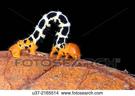Caterpillar. Image taken at Kampung Skudup, Sarawak, Malaysia. View Large Photo Image Picture - Caterpillar. Image taken at Kampung Skudup, Sarawak, Malaysia.. Fotosearch