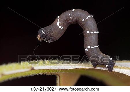 Caterpillar. Image taken at Kampung Satau, Sarawak, Malaysia. View Large Photo Image Stock Photo - Caterpillar. Image taken at Kampung Satau, Sarawak, Malaysia.. Fotosearch