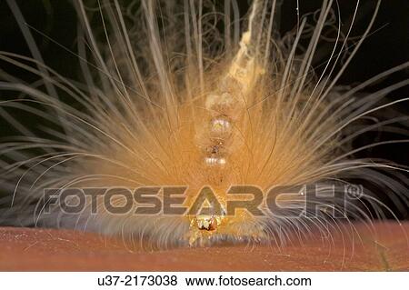 Stock Photo - Caterpillar. Image taken at Kampung Satau, Sarawak, Malaysia.. Fotosearch