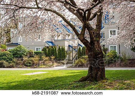 Stock Photo - cherry trees in spring near Granville Island, Vancouver, BC, Canada.. Fotosearch