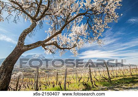 Stock Photo - Chignin, Savoie, France.. Fotosearch