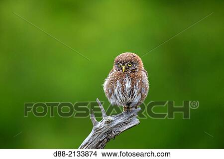 Chile, Patagonia, Magellan Region, Torres del Paine National Park, Austral Pygmy Owl (Glaucidium nanum), perched. View Large Photo Image Picture - Chile, Patagonia, Magellan Region, Torres del Paine National Park, Austral Pygmy Owl (Glaucidium nanum), perched.. Fotosearch
