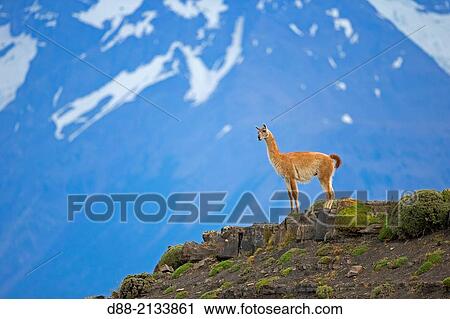 Chile, Patagonia, Magellan Region, Torres del Paine National Park, Guanaco (Lama guanicoe). View Large Photo Image Stock Image - Chile, Patagonia, Magellan Region, Torres del Paine National Park, Guanaco (Lama guanicoe).. Fotosearch