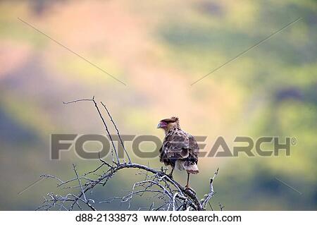 Chile, Patagonia, Magellan Region, Torres del Paine National Park, Crested Caracara (Caracara plancus), immature. View Large Photo Image Stock Image - Chile, Patagonia, Magellan Region, Torres del Paine National Park, Crested Caracara (Caracara plancus), immature.. Fotosearch