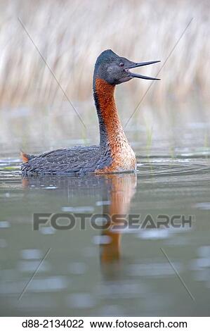 Stock Image - Chile, Patagonia, Magellan Region, Torres del Paine National Park, Great Grebe (Podiceps major).. Fotosearch