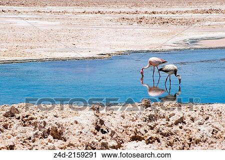 Chilean Flamingo, Phoenicoparrus jamesi: Adult and young. Chaxa Lagoon, Soncor Sector, Salar de Atacama, Reserva Nacional Los Flamencos, San Pedro de Atacama, Region de Antofagasta, Atacama Desert, Chile, South America. View Large Photo Image Stock Image - Chilean Flamingo, Phoenicoparrus jamesi: Adult and young. Chaxa Lagoon, Soncor Sector, Salar de Atacama, Reserva Nacional Los Flamencos, San Pedro de Atacama, Region de Antofagasta, Atacama Desert, Chile, South America.. Fotosearch