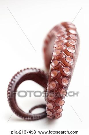 Close-up of a boiled octopus tentacle on a white background. View Large Photo Image Stock Photo - Close-up of a boiled octopus tentacle on a white background.. Fotosearch