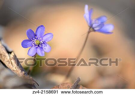 Close-up of a Common Hepatica (Anemone hepatica) blossoms in a forest on a sunny evening in spring. View Large Photo Image Stock Image - Close-up of a Common Hepatica (Anemone hepatica) blossoms in a forest on a sunny evening in spring.. Fotosearch