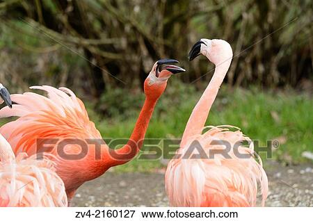 Close-up of a Greater Flamingo (Phoenicopterus roseus) in a zoo in spring. View Large Photo Image Stock Photo - Close-up of a Greater Flamingo (Phoenicopterus roseus) in a zoo in spring.. Fotosearch