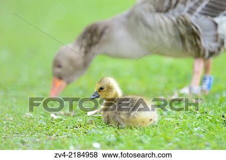 Close-up of a Greylag Goose (Anser anser) mother with her chick on a meadow in spring. View Large Photo Image Stock Photo - Close-up of a Greylag Goose (Anser anser) mother with her chick on a meadow in spring.. Fotosearch