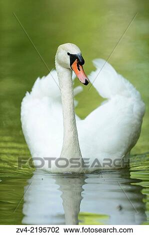 Close-up of a mute swan (cygnus olor) swimming on a little lake in spring. View Large Photo Image Stock Image - Close-up of a mute swan (cygnus olor) swimming on a little lake in spring.. Fotosearch