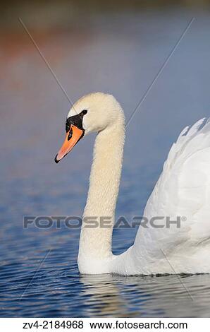 Close-up of a Mute Swan (Cygnus olor) swimming in the water in spring. View Large Photo Image Stock Photo - Close-up of a Mute Swan (Cygnus olor) swimming in the water in spring.. Fotosearch