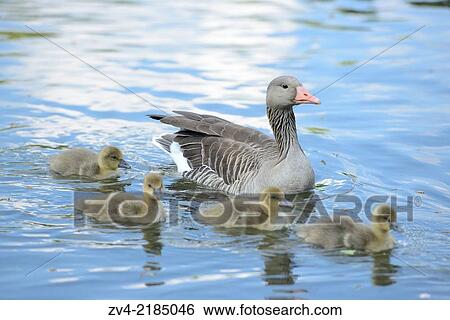 Stock Photograph - Close-up of Greylag Goose (Anser anser) mother with her chicks swimming in the water in spring.. Fotosearch