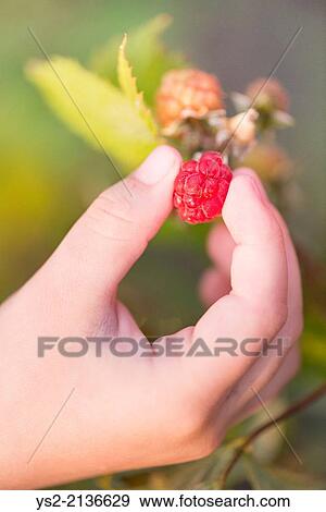 Close up of hand of child picking ripe raspberry on bush in garden. View Large Photo Image Stock Photo - Close up of hand of child picking ripe raspberry on bush in garden.. Fotosearch