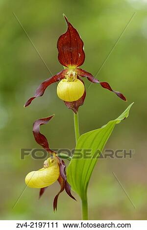 Stock Image - Close-up of ladyÂ´s-slipper orchid (Cypripedium calceolus) blossoms in a forest in spring, Upper Palatinate, Germany. Fotosearch