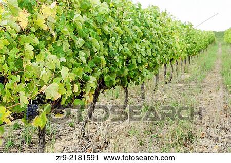 Stock Image - Cluster of grapes on a vine during autumn harvest, Stellenbosch, Winelands, Western Cape, South Africa.. Fotosearch
