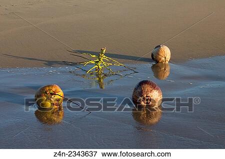 Coconuts and root on beach, Pacific Ocean, Mexico View Large Photo Image Stock Photo - Coconuts and root on beach, Pacific Ocean, Mexico. Fotosearch