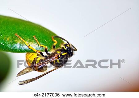 Stock Photograph - Common Wasp. Fotosearch