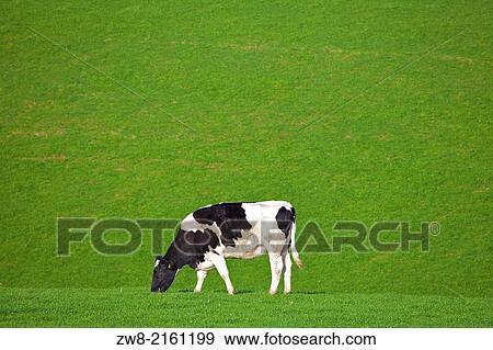 Stock Photo - Cow grazing on a green grass background near Lazonby, Penrith, Eden Valley, Cumbria, England UK.. Fotosearch