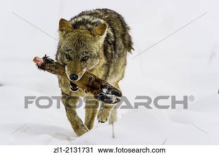 Stock Image - Coyote Canis latrans feeding on Elk foot from a previous kill. Wildlife of Yellowstone Park at Lamar Valley Mammoth Falls, Wyoming USA. Fotosearch