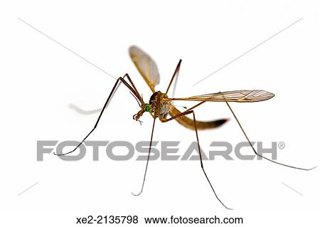 Crane fly - Tipulidae, Crete View Large Photo Image Stock Photo - Crane fly - Tipulidae, Crete. Fotosearch