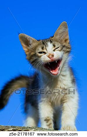 Stock Photo - Crying kitten standing against blue sky.. Fotosearch