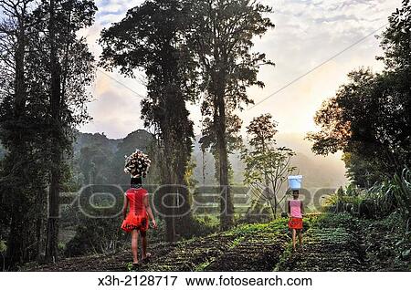 cultivated fields adjoining the Obo Natural Park, Sao Tome Island, Republic of Sao Tome and Principe, Africa. View Large Photo Image Stock Photo - cultivated fields adjoining the Obo Natural Park, Sao Tome Island, Republic of Sao Tome and Principe, Africa.. Fotosearch