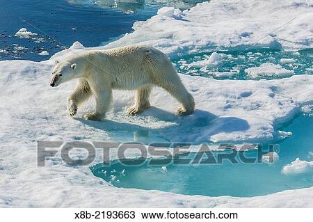 Curious polar bear, Ursus maritimus, in the fog, Cumberland Peninsula, Baffin Island, Nunavut, Canada. View Large Photo Image Stock Image - Curious polar bear, Ursus maritimus, in the fog, Cumberland Peninsula, Baffin Island, Nunavut, Canada.. Fotosearch