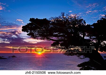 Stock Photograph - Cypress Tree (Cupressus macrocarpa) at sunset, Point Lobos State Reserve, Carmel, California USA.. Fotosearch