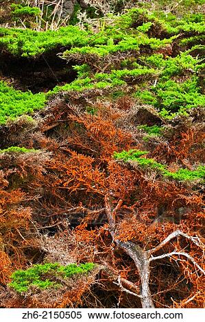 Stock Photography - Cypress Tree (Cupressus macrocarpa) covered in green algae, Point Lobos State Reserve, Carmel, California USA.. Fotosearch