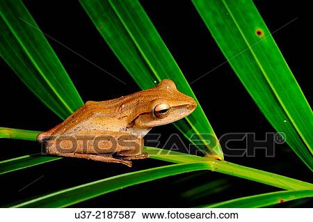 Stock Photo - Dark-eared tree frog Polypedates macrotis. Image taken at Kubah National Park, Sarawak, Malaysia.. Fotosearch