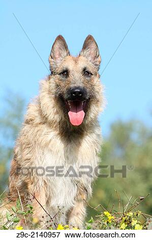 Dog Belgian shepherd Laekenois. View Large Photo Image Stock Photo - Dog Belgian shepherd Laekenois.. Fotosearch