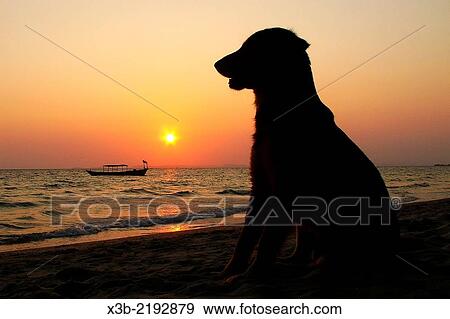 Dog in a beach. Sunset in Otres beach, Sihanoukville, Cambodia. View Large Photo Image Stock Photo - Dog in a beach. Sunset in Otres beach, Sihanoukville, Cambodia.. Fotosearch