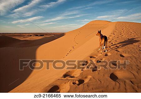 Dog on Sahara desert sand dunes, Erg Lihoudi, M´Hamid, Draa Valley, Morocco. View Large Photo Image Stock Photography - Dog on Sahara desert sand dunes, Erg Lihoudi, M´Hamid, Draa Valley, Morocco.. Fotosearch