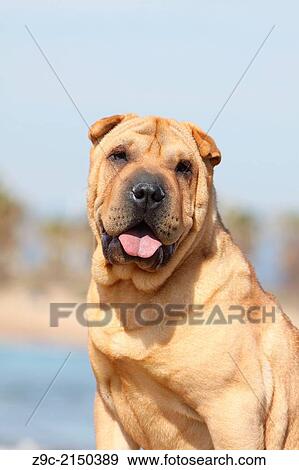 Dog Shar Pei / adult portrait. View Large Photo Image Stock Photo - Dog Shar Pei / adult portrait.. Fotosearch