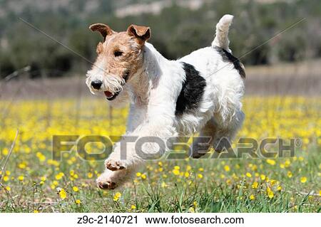 Dog Wire Fox Terrier / adult running in a field of flowers. View Large Photo Image Stock Image - Dog Wire Fox Terrier / adult running in a field of flowers.. Fotosearch