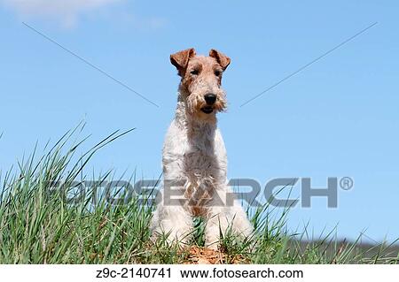 Dog Wire Fox Terrier / adult standing in a meadow. View Large Photo Image Stock Image - Dog Wire Fox Terrier / adult standing in a meadow.. Fotosearch